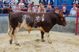 lot 86 Bull sold for 1900 gns
